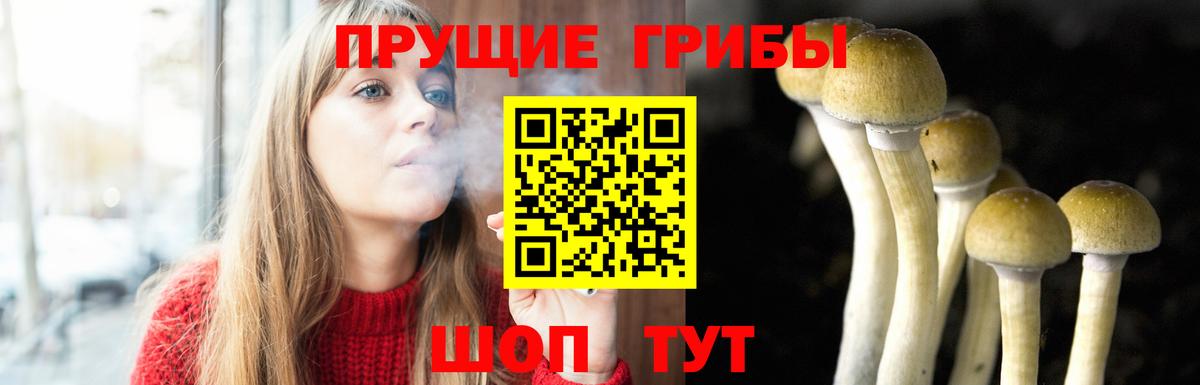 Галлюциногенные грибы Psilocybe Сорочинск